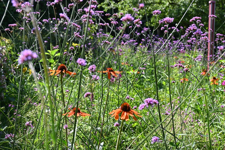 Die Farbkombination der Mischpflanzung ist kräftig und lässt den Garten erstrahlen.
