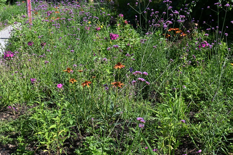 Die Spontanvegetation ist hier kaum störend die Pflazung istnach 3 Monaten gut angewachsen. Die neu aufkomenden Kräuter müssen nur entfernt werden, wenn ein Konkurrenzdruck besteht, dafür ist Fachkenntnis nötig.