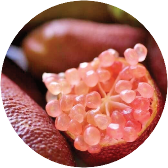 Bloodlime