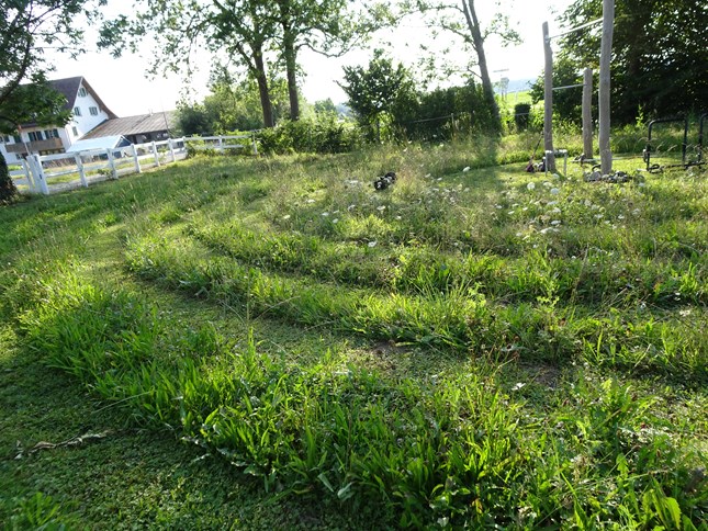 Wiesen-Labyrinth